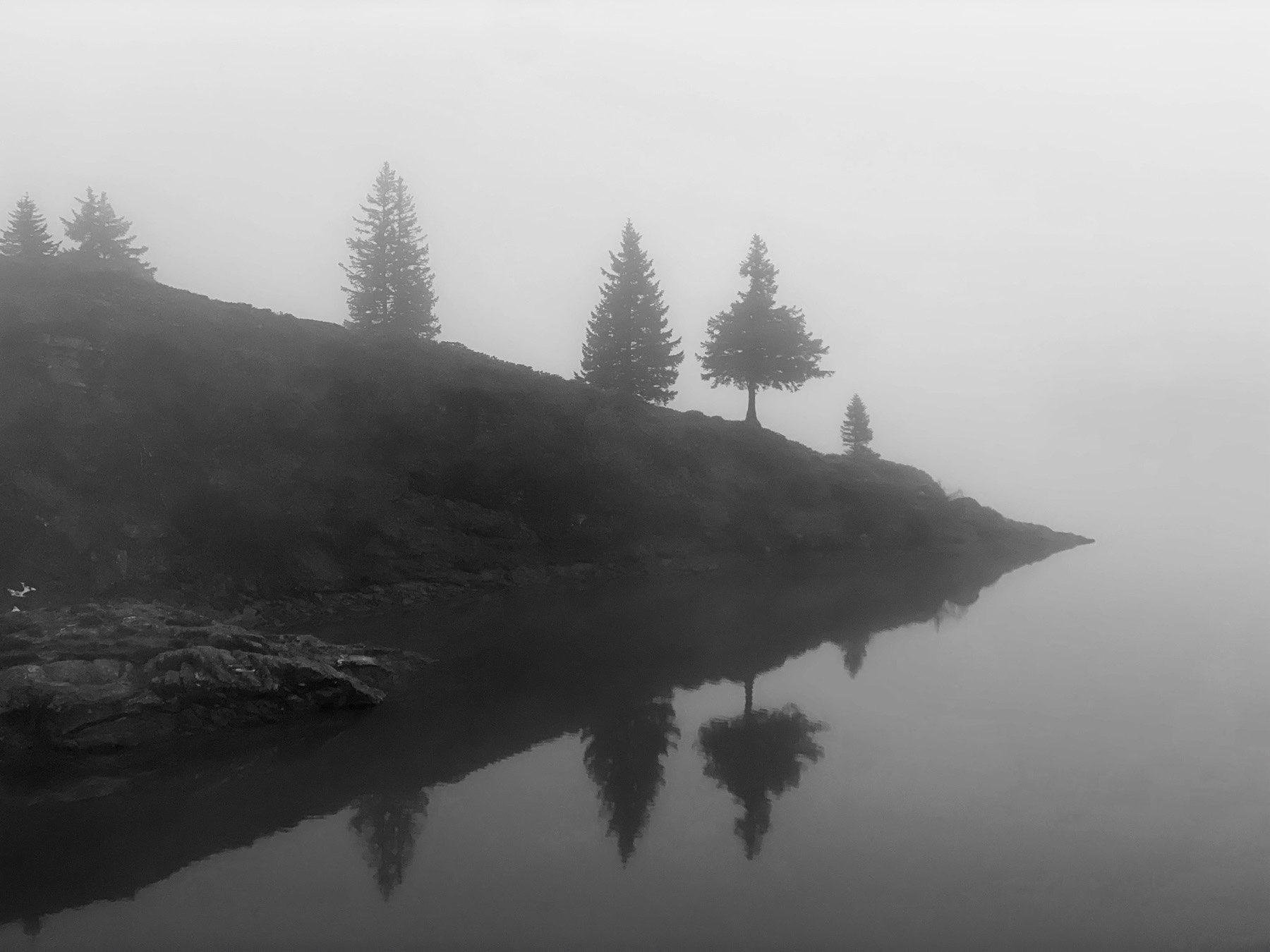 Mystic Tree II